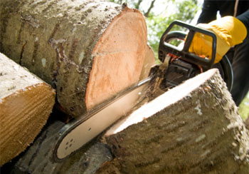 Abattage et élagage d'arbre à Henin Beaumont
