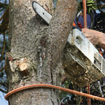 Alternatives à l’étêtage d’arbre