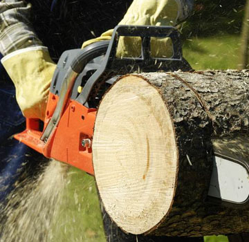 Gaippe Elagage pour l’abattage de vos arbres à Arras