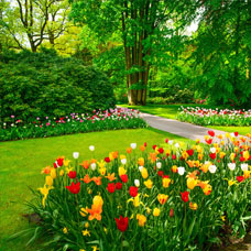 Gaippe Elagage pour l’entretien des jardins à Lens