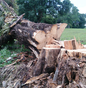 L’abattage direct de vos arbres