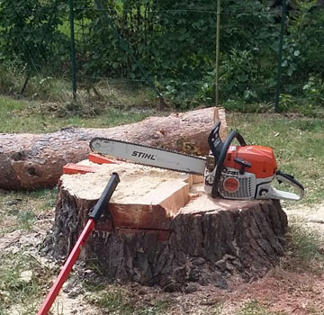 L’élagage et l’étêtage des arbres dans le Nord