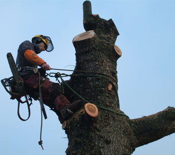 Des prestations sur mesure pour l’élagage des arbres du 62
