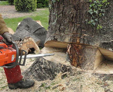 Vos travaux d’abattage d’arbre avec Gaippe Elagage