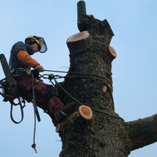 Des travaux d’élagage sur mesure